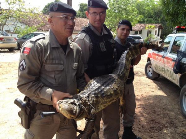  Um jacaré foi capturado por policiais do Batalhão Ambiental na manhã deste sábado (18), dentro de uma granja, no bairro de Água Fria, em João Pessoa.  Segundo o cabo Marcos Antôni(Imagem:Reprodução)