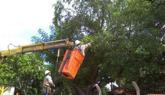 Eletrobras realizando corte em árvores