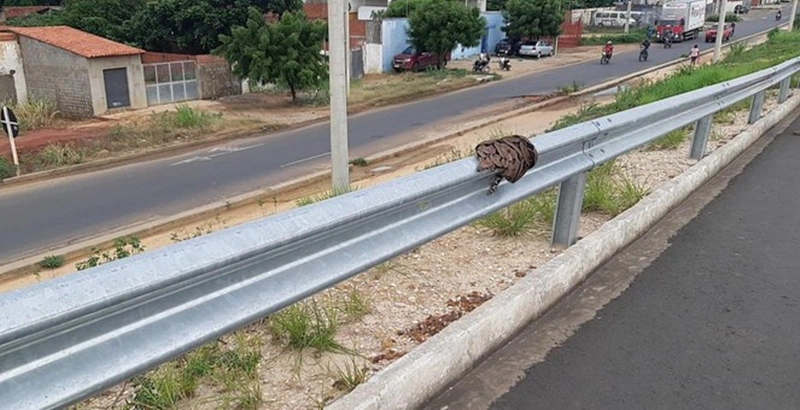 Jiboia encontrada na BR 316 em Teresina.