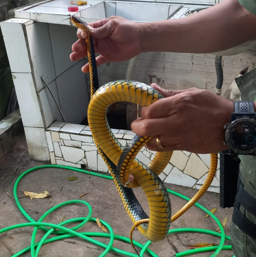 Batalhão de Policiamento Ambiental resgata cinco serpentes em Teresina.