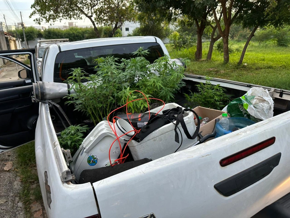 Plantação de maconha