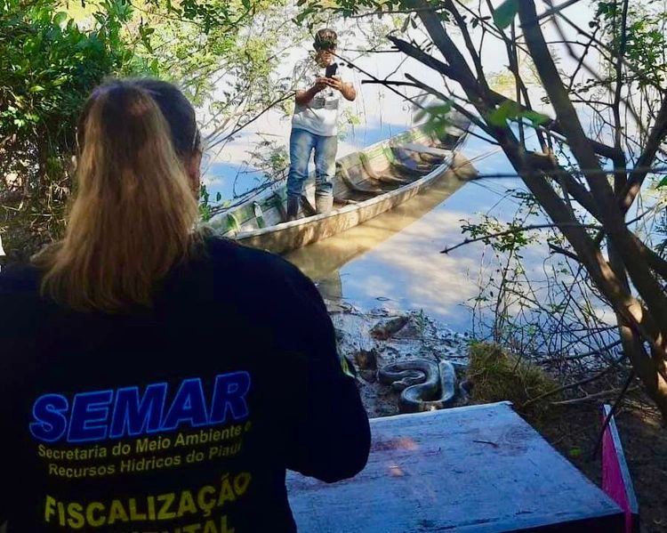 Semarh realiza soltura de sucuri e jiboias no norte do Piauí