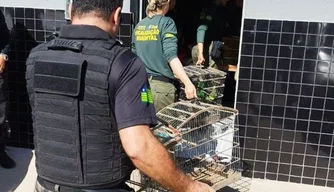 Operação contra caça ilegal de animais silvestres é deflagrada no Piauí