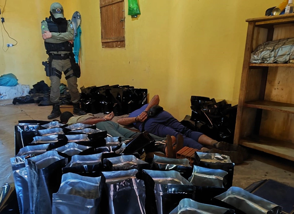 Polícia Militar localiza roça de maconha e depósito de drogas no Piauí
