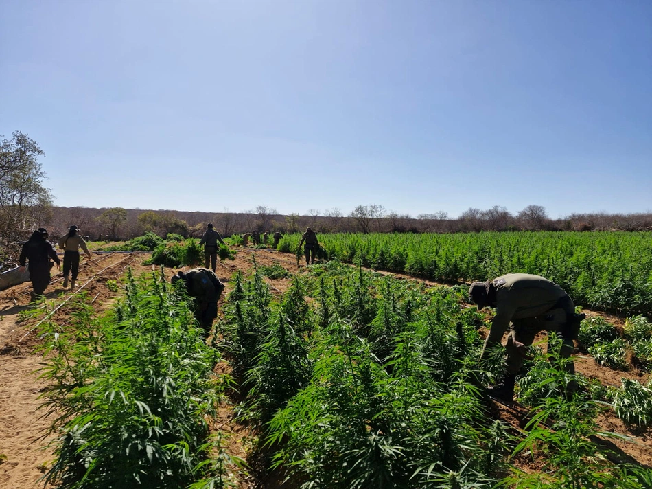 Pés de Maconha