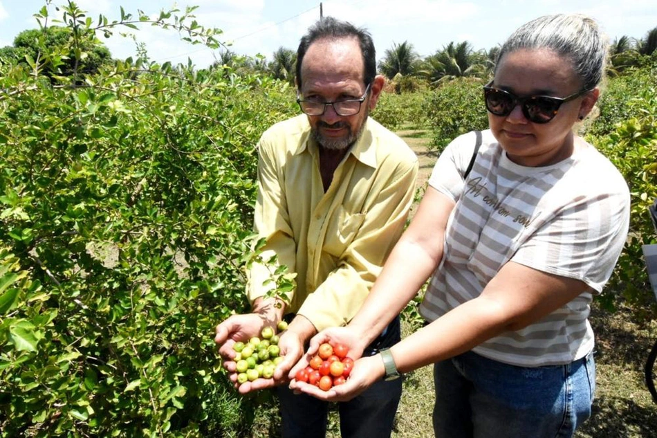 A acerola compreende 30% da proção do perímetro