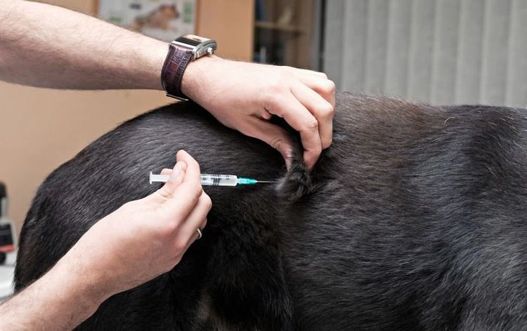 A vacina anual é direcionada a cães e gatos com mais de três meses de idade