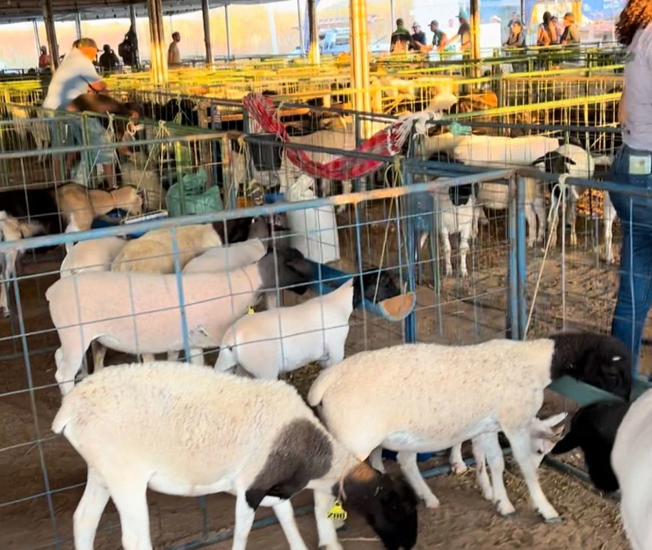 Feira