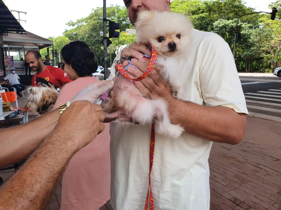 campanha de vacinação para cães e gatos