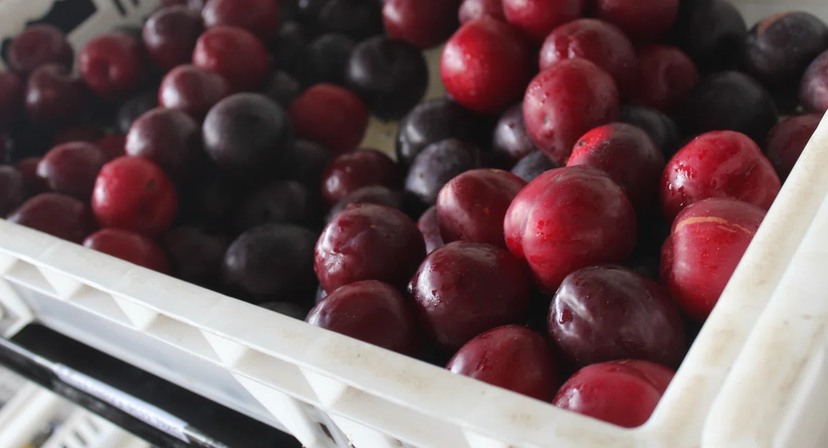 Vendas de frutas mais procuradas para o Natal