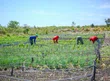 Agricultura familiar