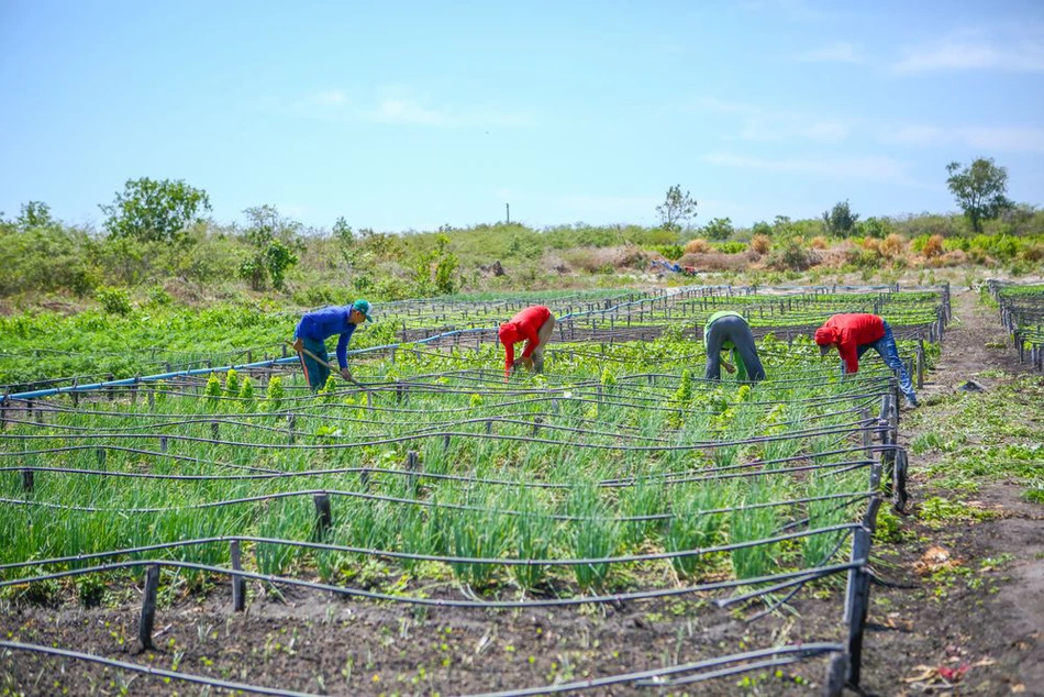 Agricultura familiar