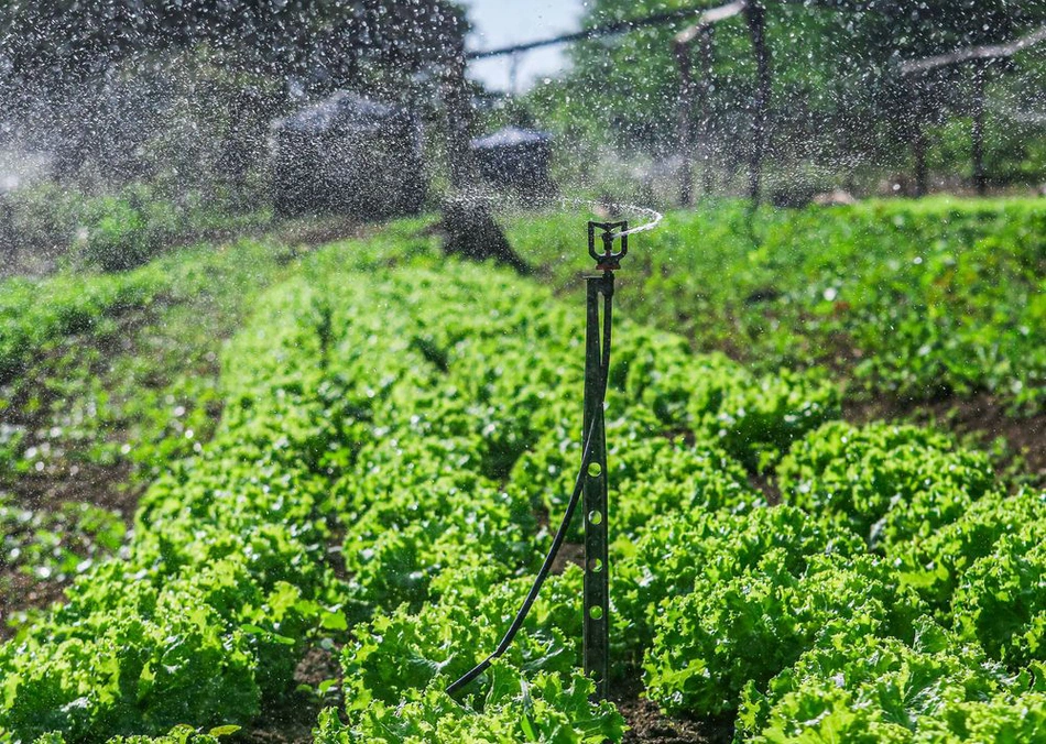 Programa de Valorização da Agricultura Familiar