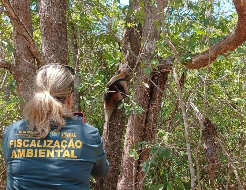 Inserção dos animais na natureza