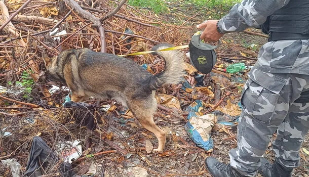 Cães farejadores