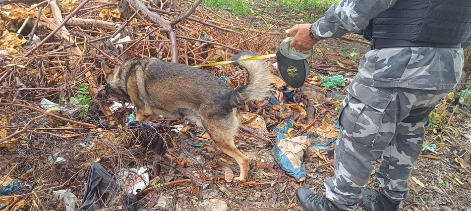 Cães farejadores