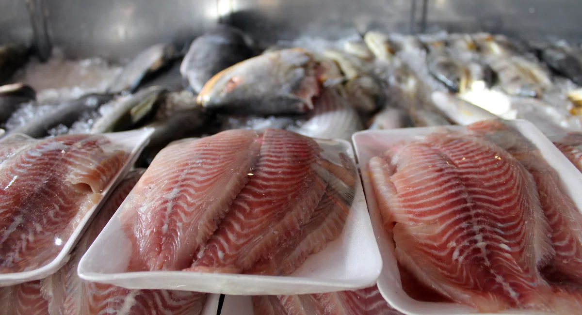 Peixes comercializados em Teresina