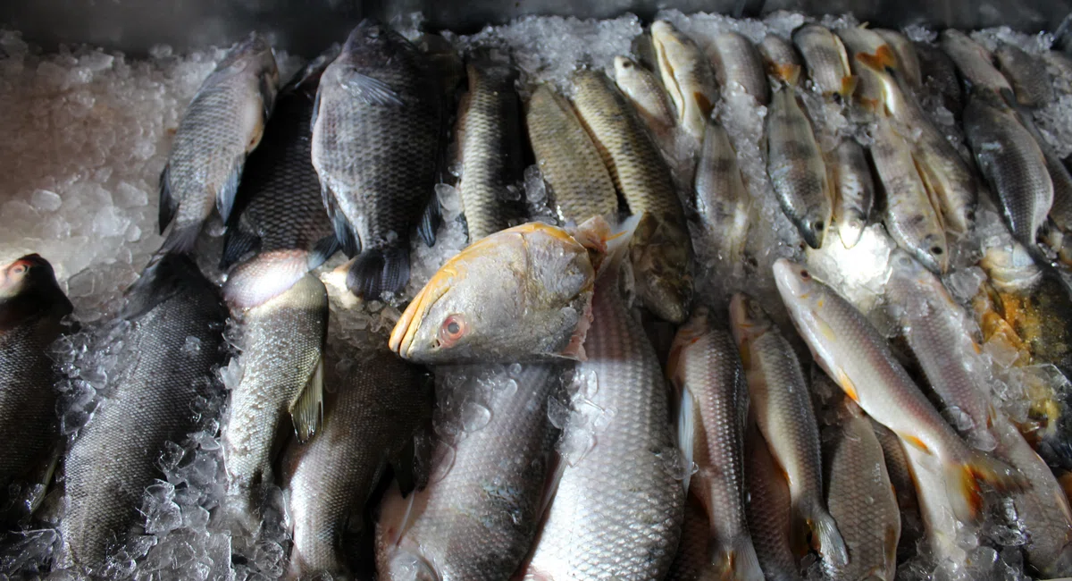 Peixes comercializados em Teresina