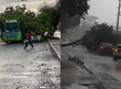 Árvores caem após forte chuva em Teresina