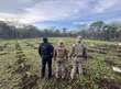 Polícia desarticula roça de maconha de 3 hectares