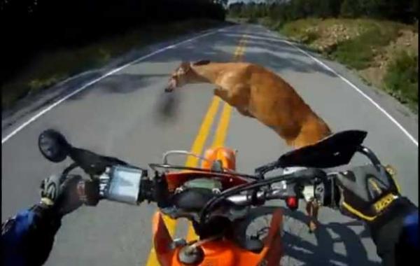 Câmera no capacete registra o atropelamento de veado por moto nos EUA (Imagem:Reprodução)