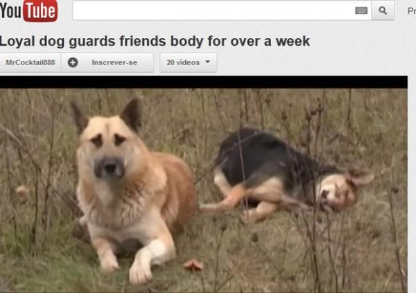 Cão faz vigília de 7 dias na Rússia após companheira ser atropelada (Imagem:Reprodução)