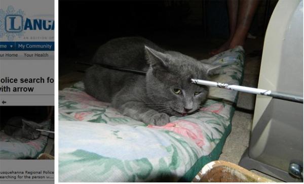 O gato Mack logo após receber a flechada (Imagem:Reprodução)