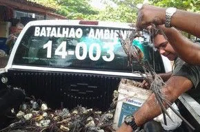 Redes são usadas na captura predatória de caranguejos