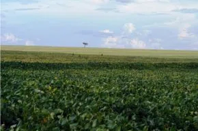 Soja nos cerrados: produção vai crescer